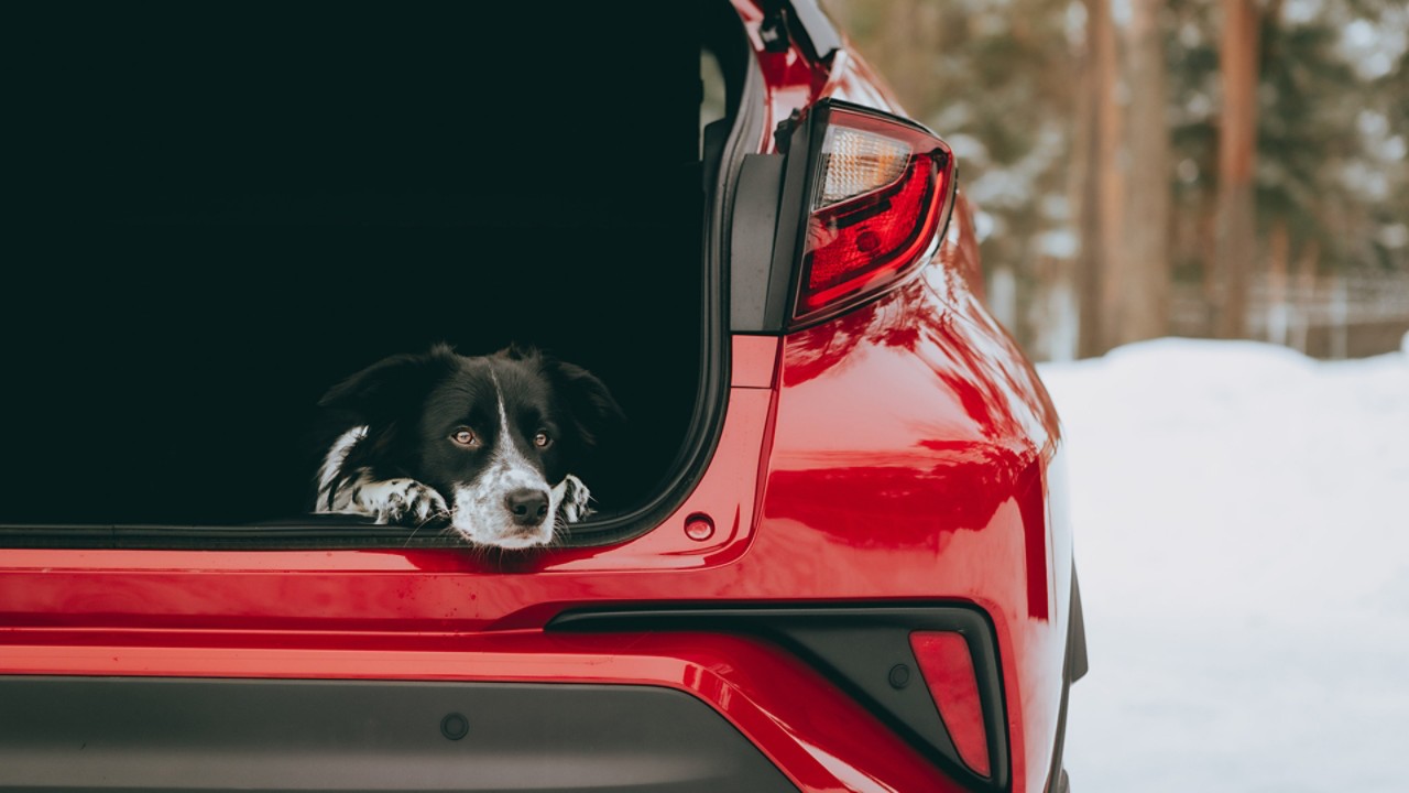 Toyota aksesuāri suņu īpašniekie