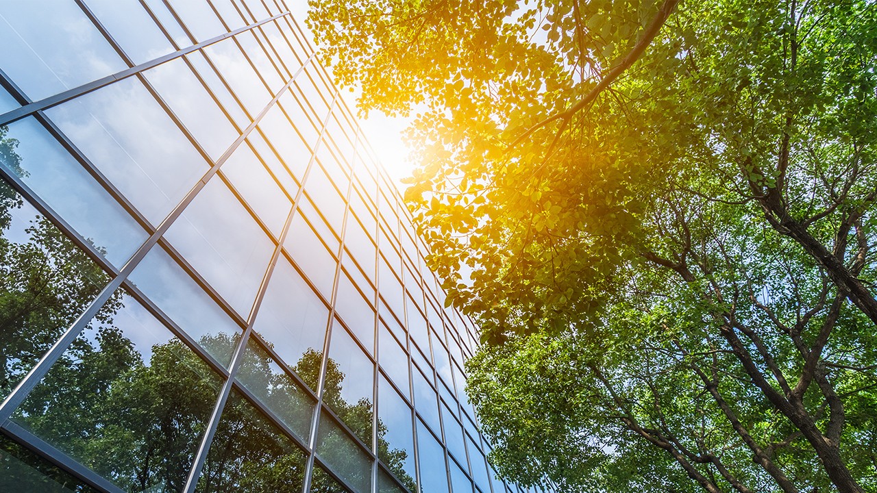 Saules apspīdēta koka atspulgs uz stikla ēkas